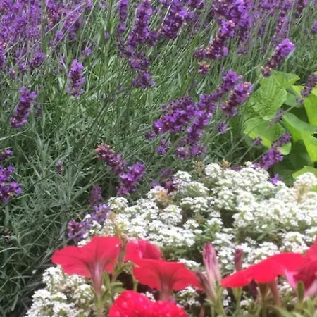 Guest house Teraszos Haz 3*